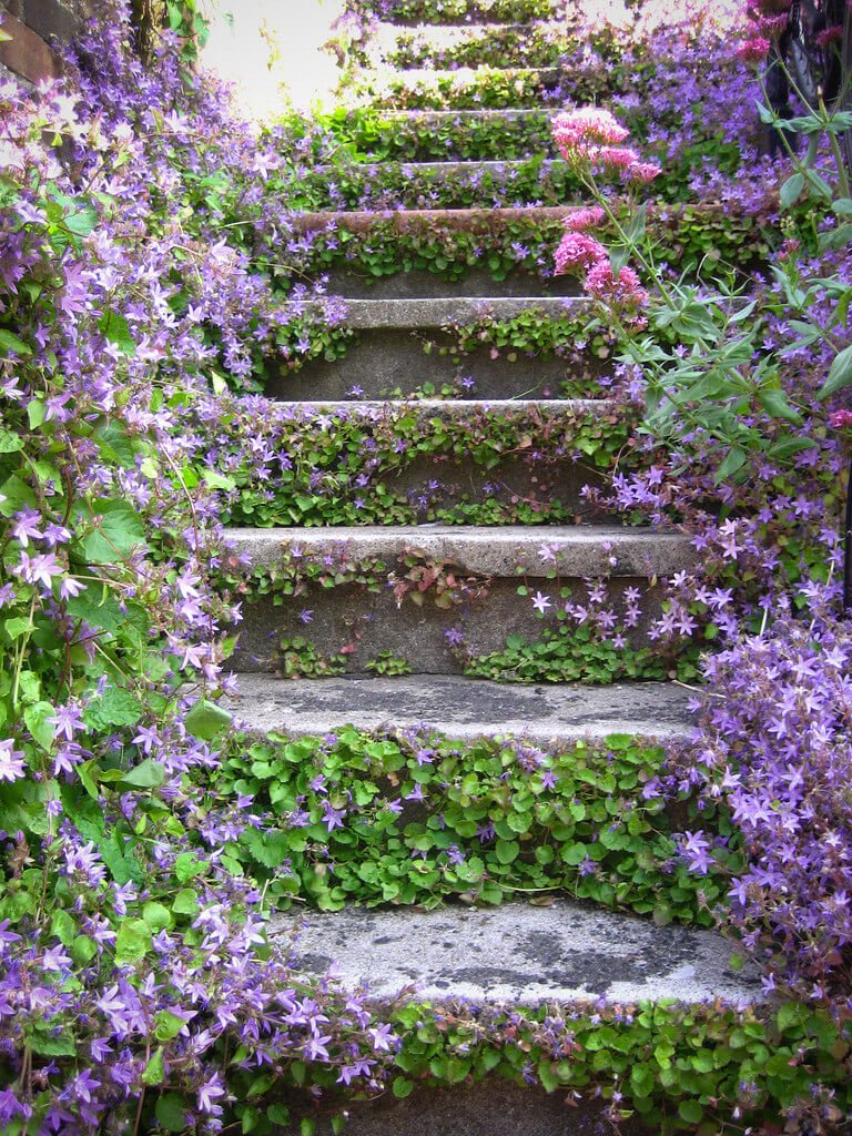 Stone Steps with Ground Cover Flowers