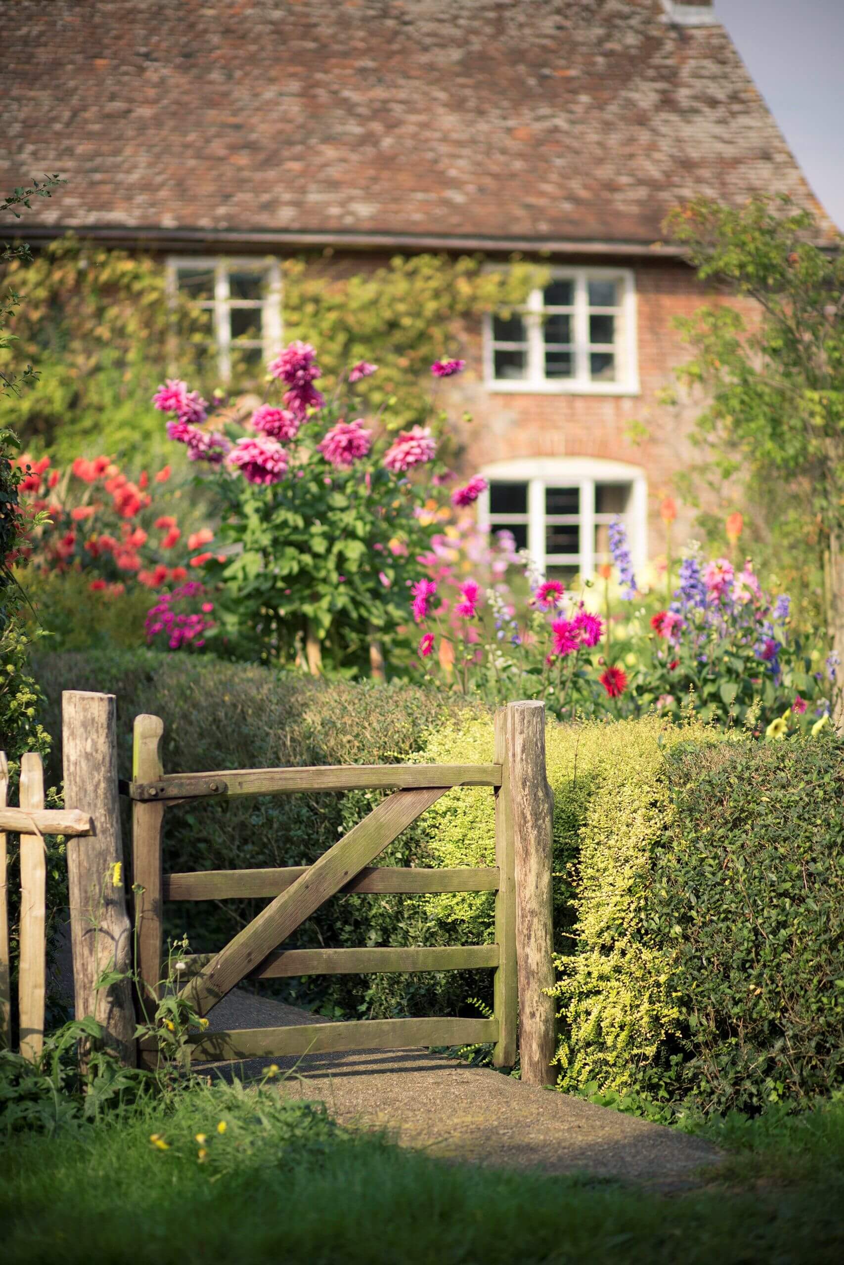 Wooden Gate with Tall Blossoms