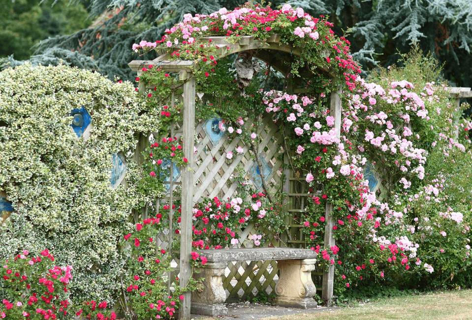 Bench and Arbor with Climbing Roses