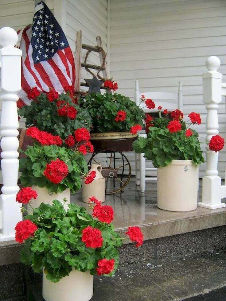 Patriotic Red Geraniums in Various Containers