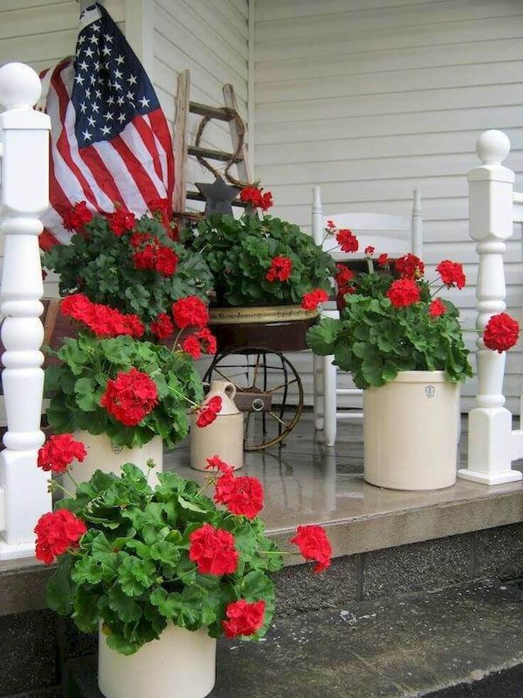 patriotiska röda pelargoner i olika behållare