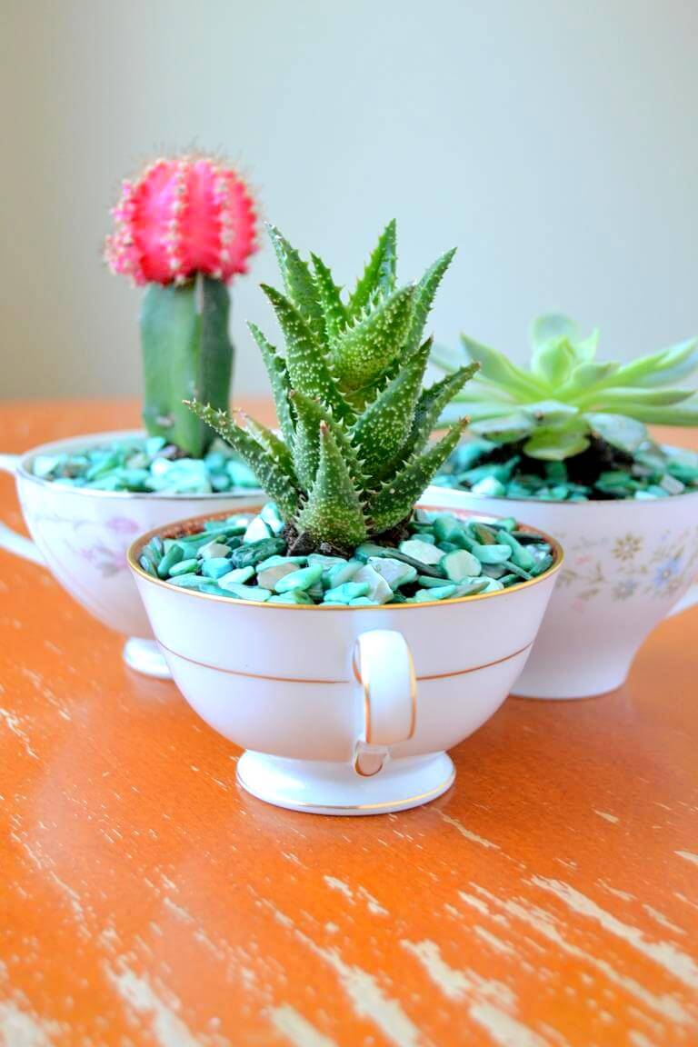China Cups with Cacti and Decorative Stones