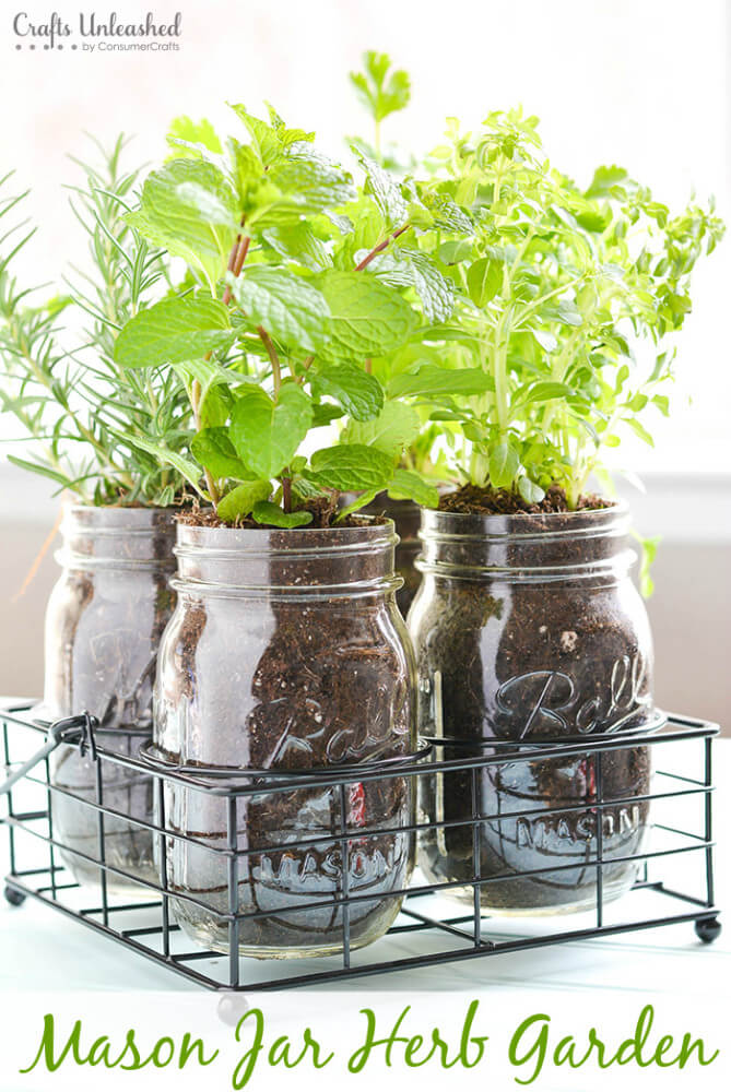 Plant Kruiden in Mason Jars