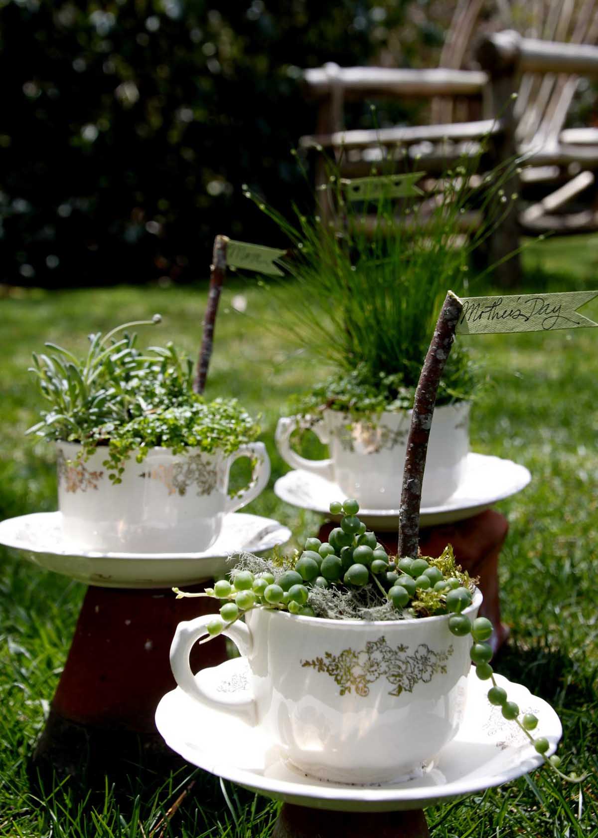 Plant Assortment Gives Variety to Matching Teacups