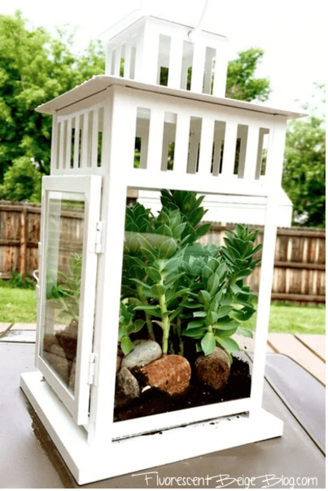 White Lantern Planter with Succulents