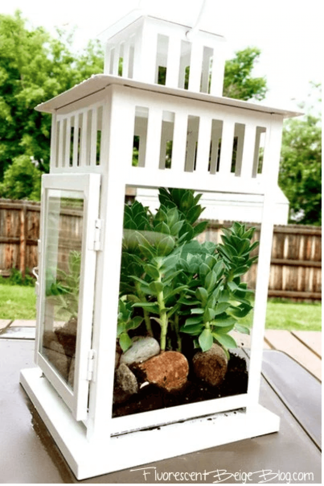 Blanco Linterna Maceta con plantas Suculentas