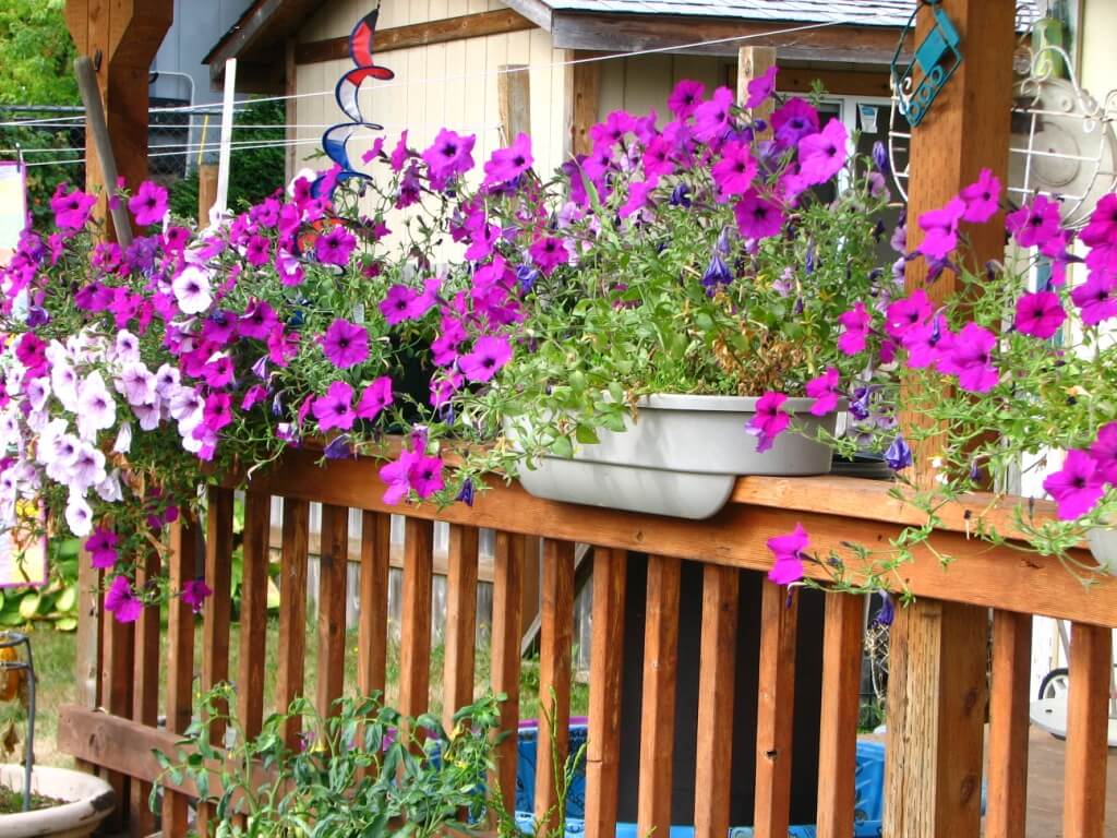 Petunias Overflowing from Railing Planters