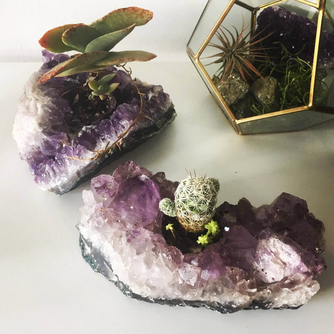 Plants Nesting in Geodes