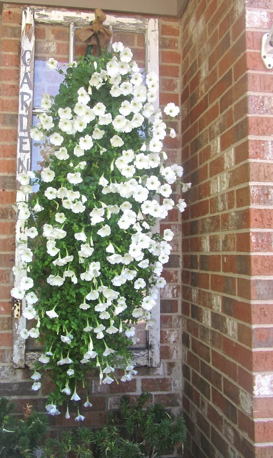 Lovely Hanging Petunias on a Rustic Window