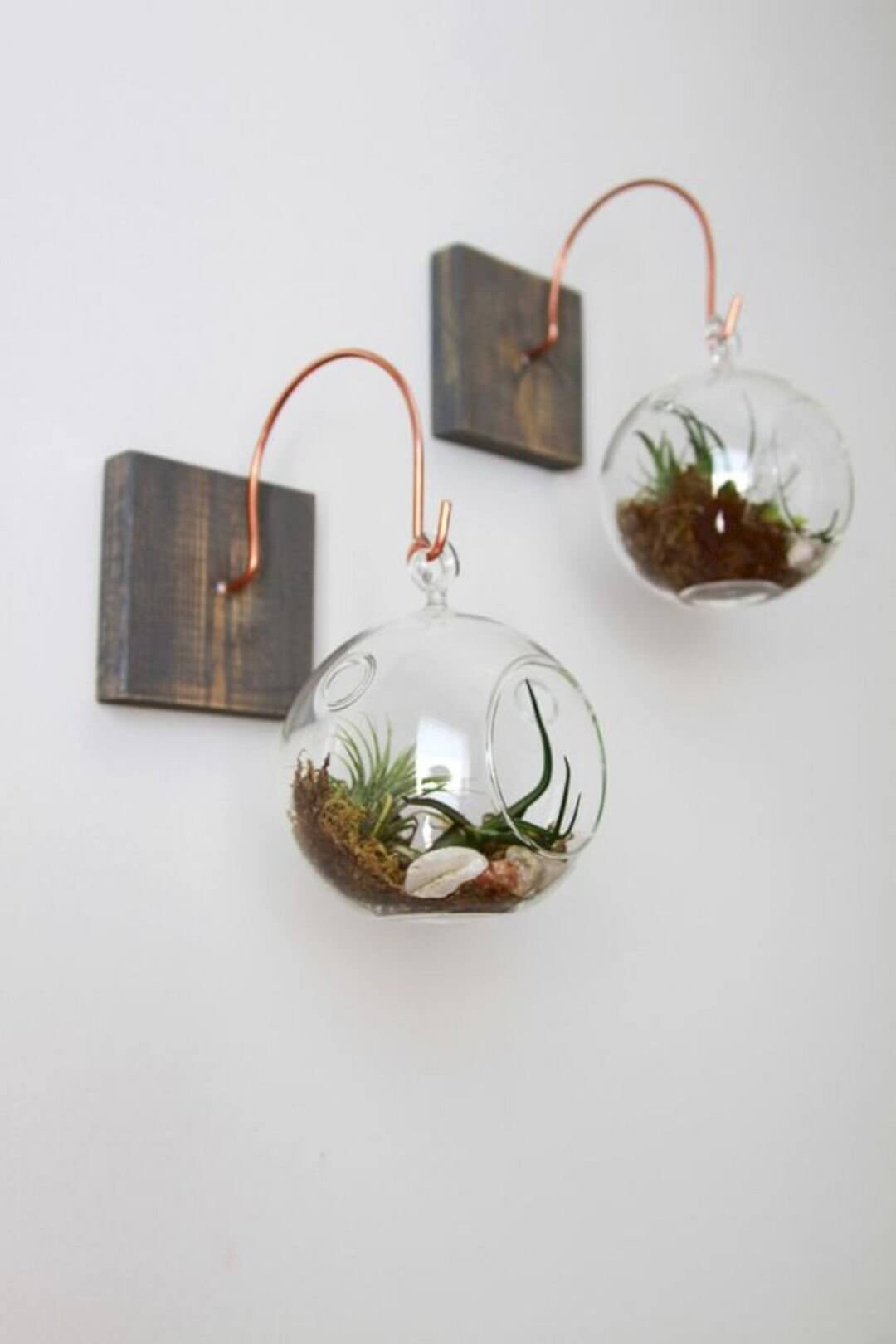 Wall Hanging Globes with Air Plants