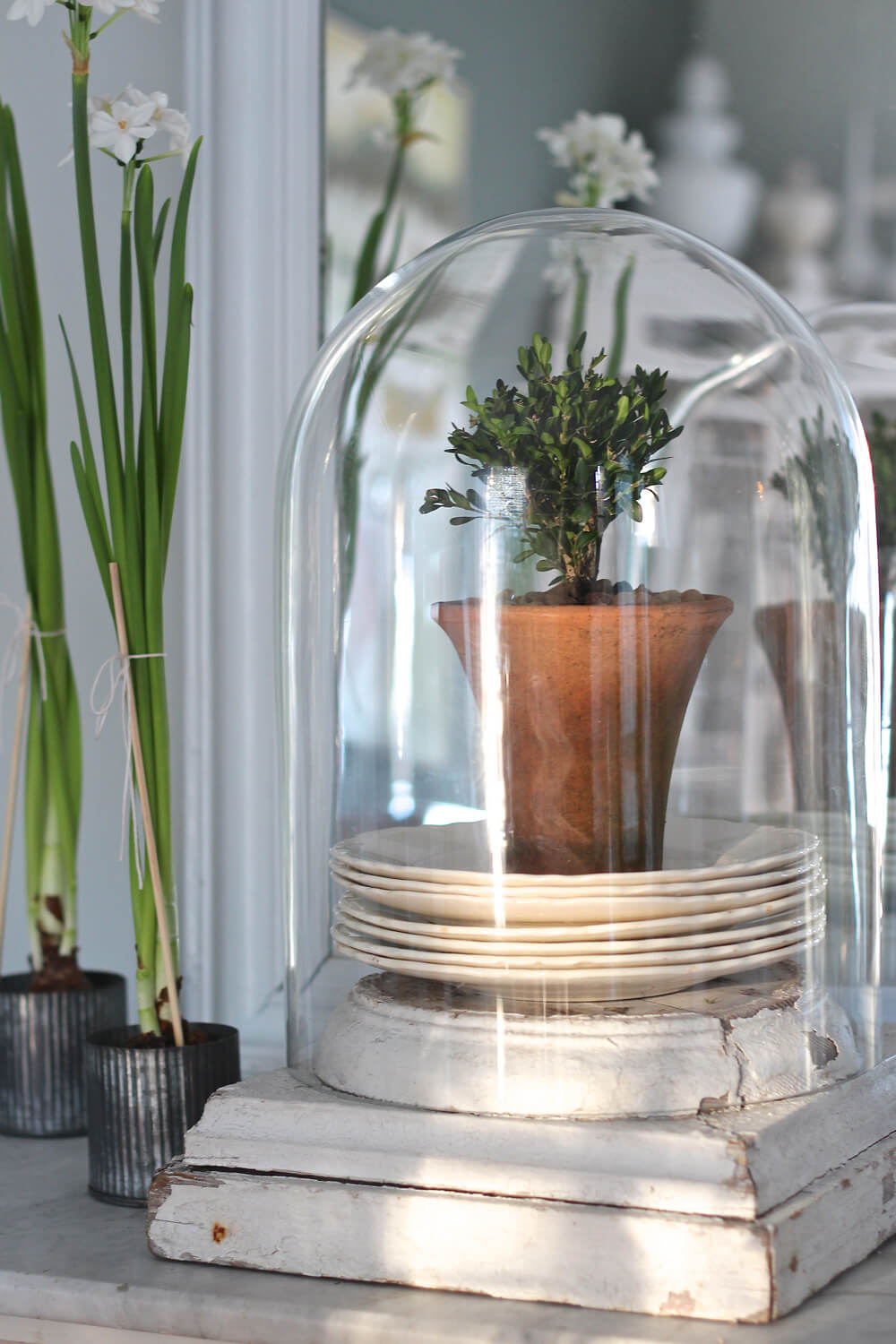 Glass Globe Over a Small Plant Pot