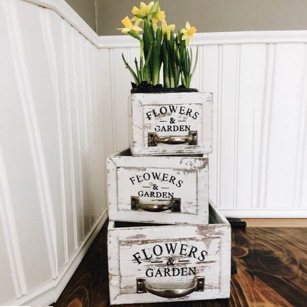 Forced Bulbs in Stenciled Wooden Drawers