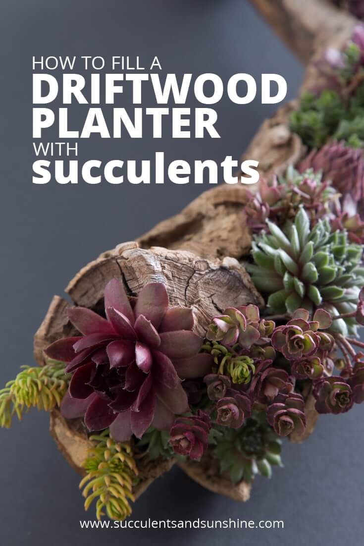 DIY Succulent Planter Idea with Driftwood