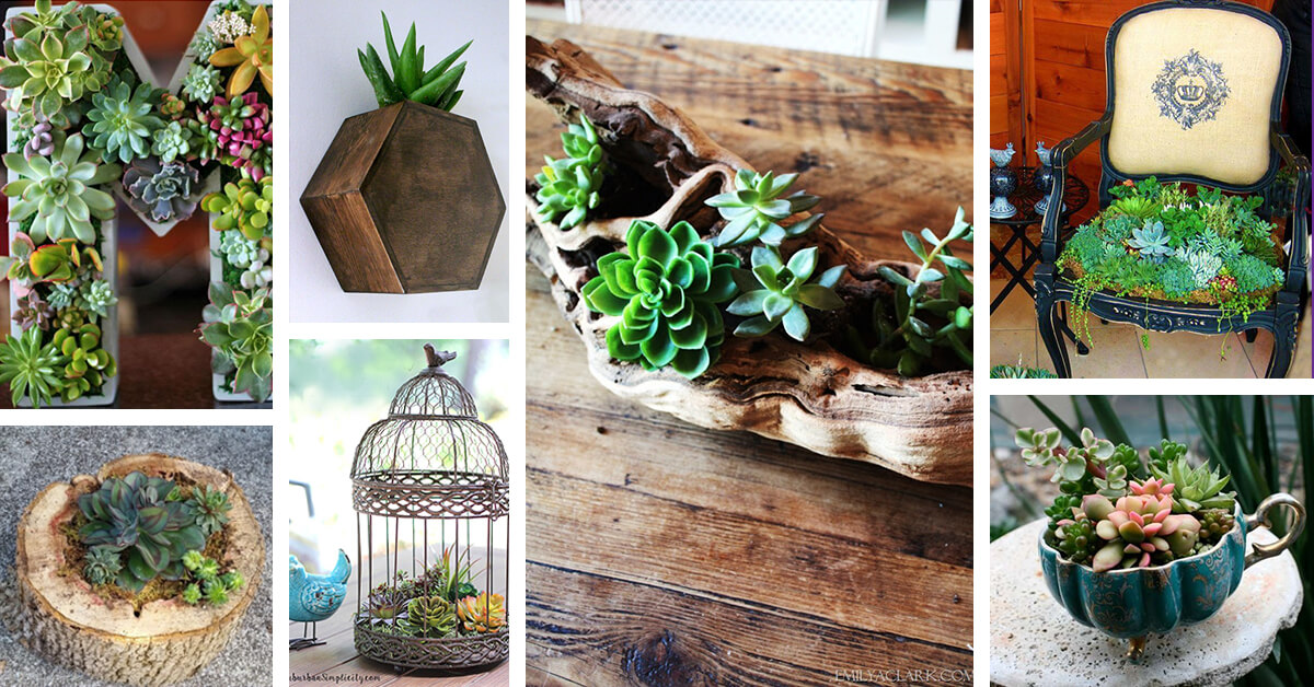 Featured image for “33 DIY Indoor and Outdoor Succulent Planter Ideas to Bring a Fresh Green Touch Anywhere”