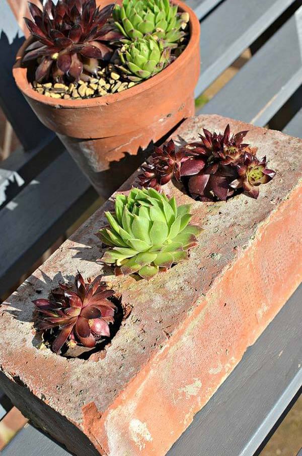Think Outside the Box with Succulent Planters