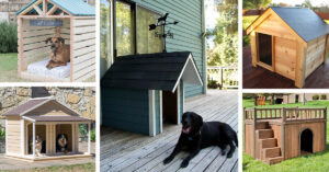 Cool Outdoor Dog Houses
