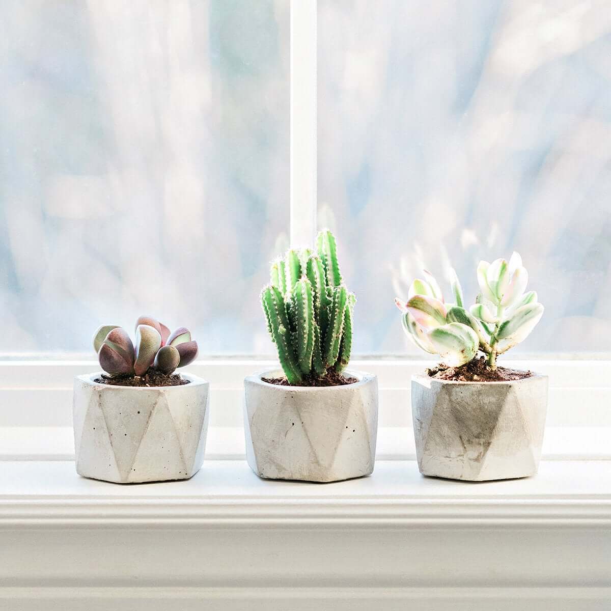 Mini Geometric Succulent Planter Trio