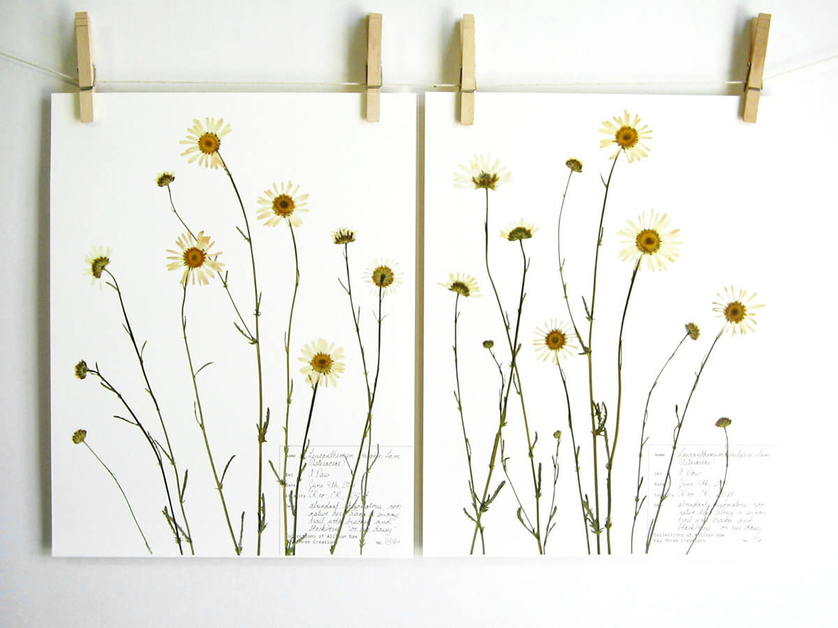 Wildflowers Hung Out to Dry on the Line Wall Art