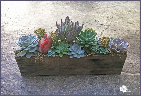 Sophisticated Succulents All in a Row