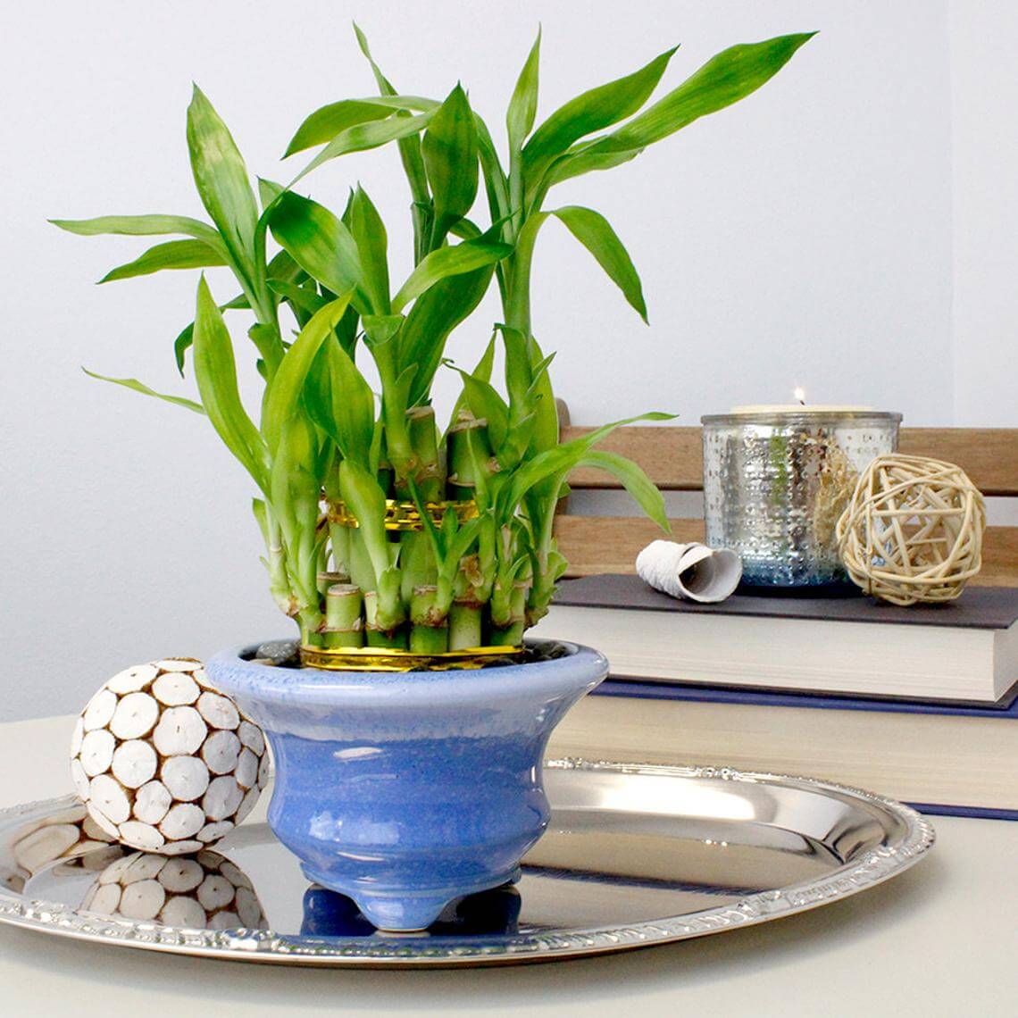 Vibrant and Living Green Bamboo Houseplant