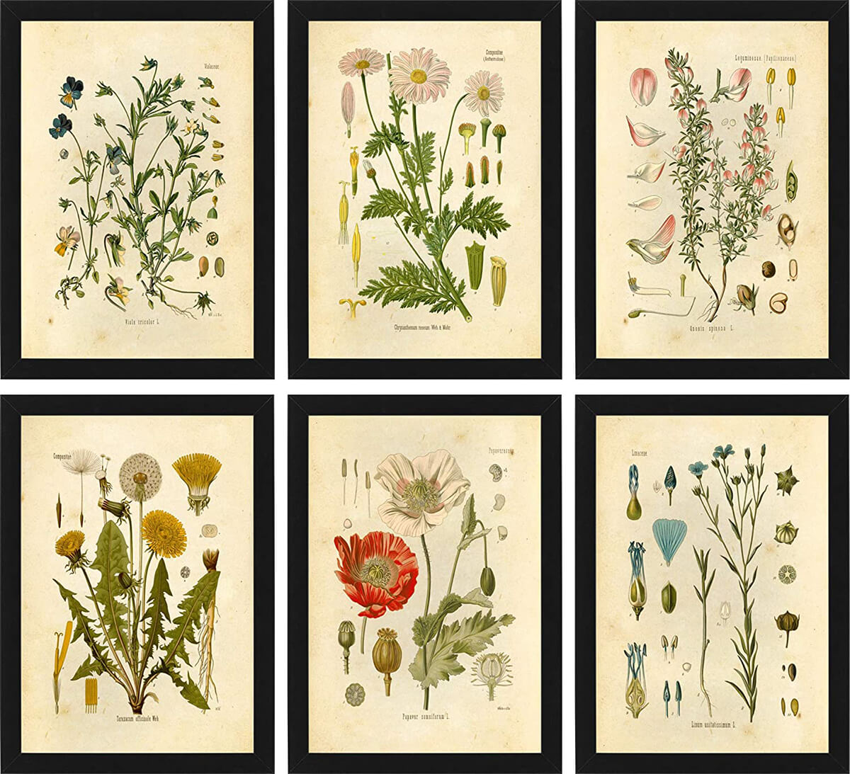 Collection of Six Floral Botanical Prints — Homebnc