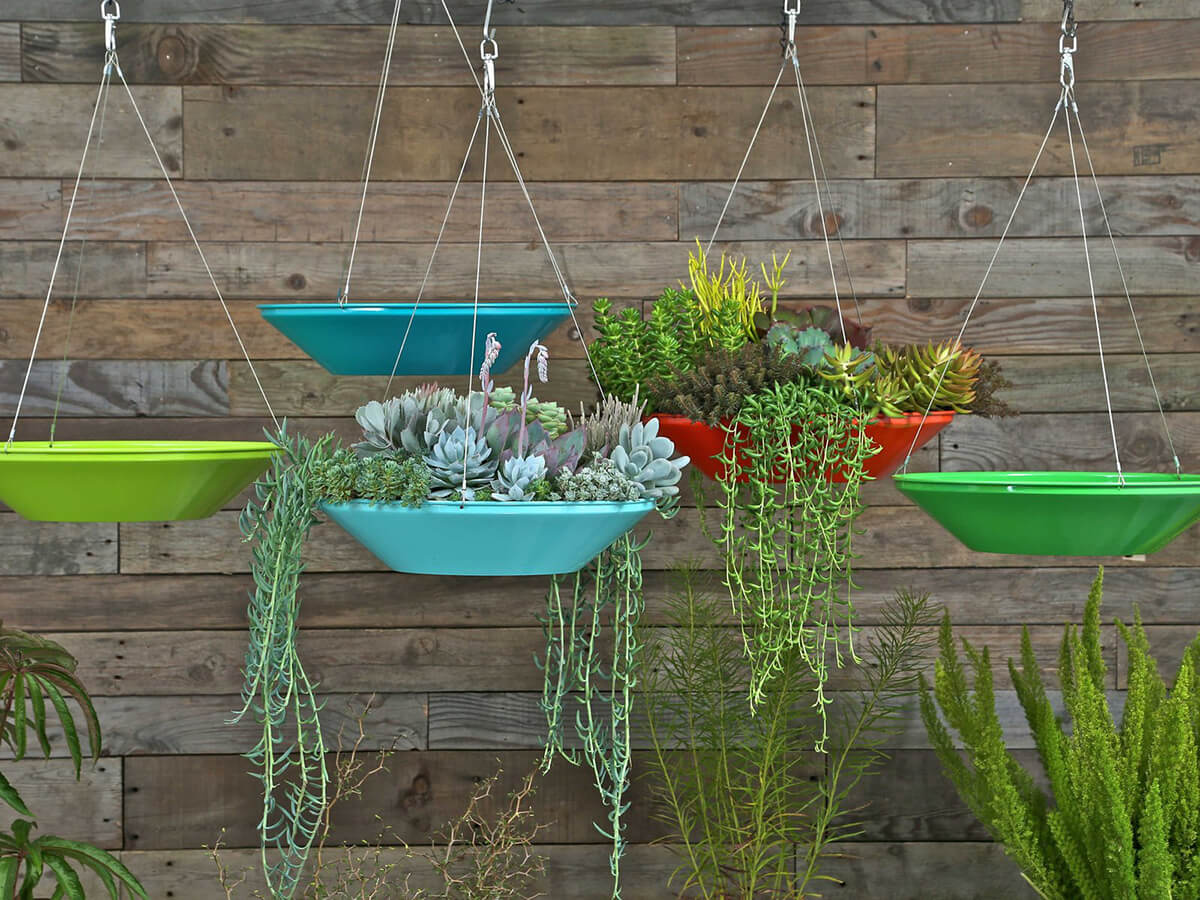 Hovering Glass Dish Planter for Succulents