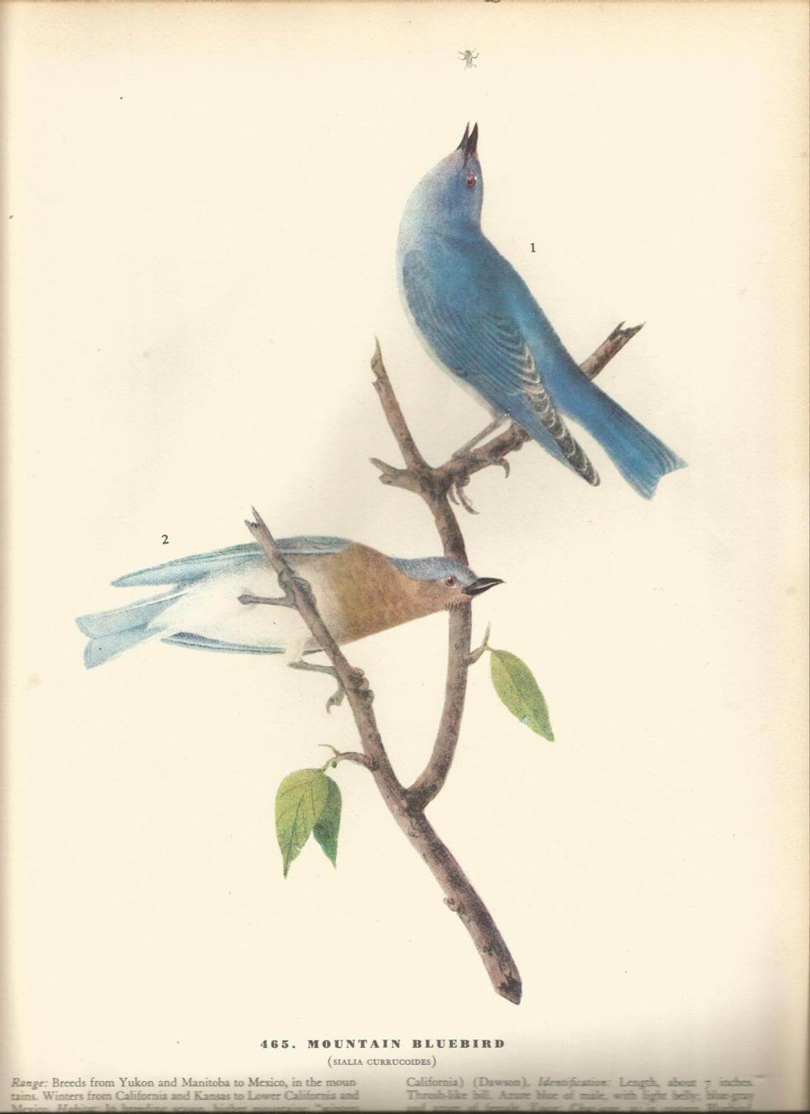 Two-Sided Bluebird James Audubon Bookplate