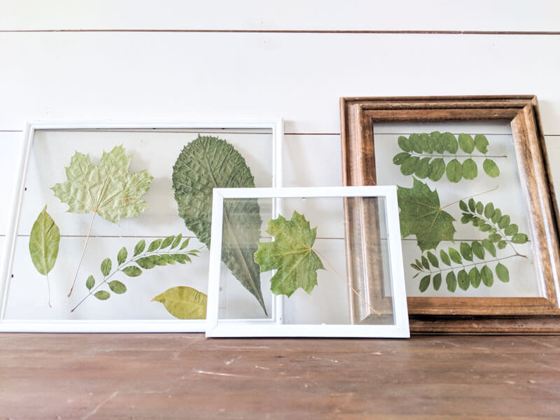 DIY Cheap and Simple Leaf Pressed Prints