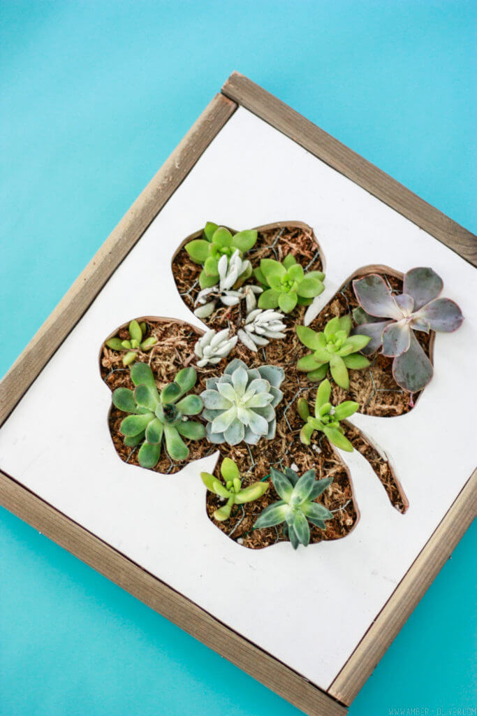 Shamrock Cut-out Succulent Showstopper Framed Box