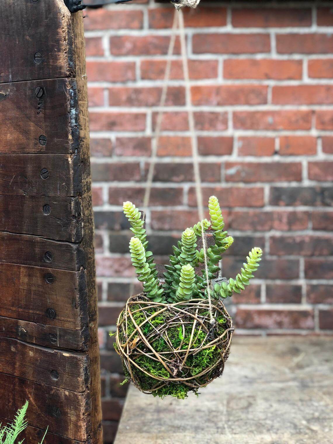 Grapevine and Moss Sphere Succulent Holder