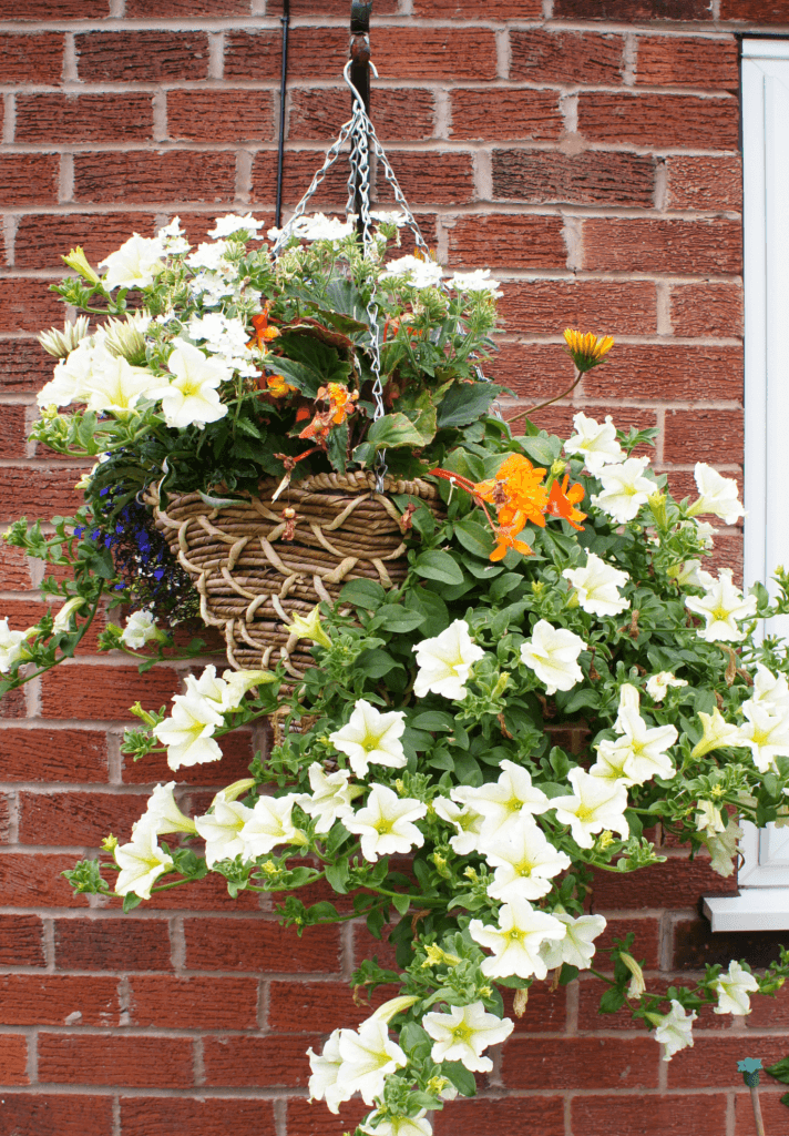 Hanging Basket Overflowing with Flowers