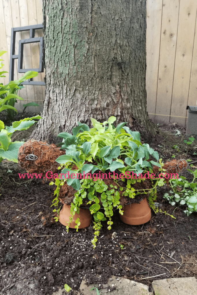 Terracotta Pot and Chicken Wire Turtle Planter