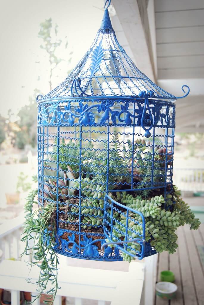 Bright Blue Airy Succulent Birdcage Decoration