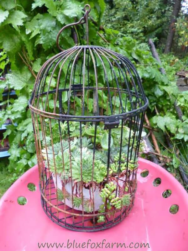 Tabletop Metal Birdcage Plant Display