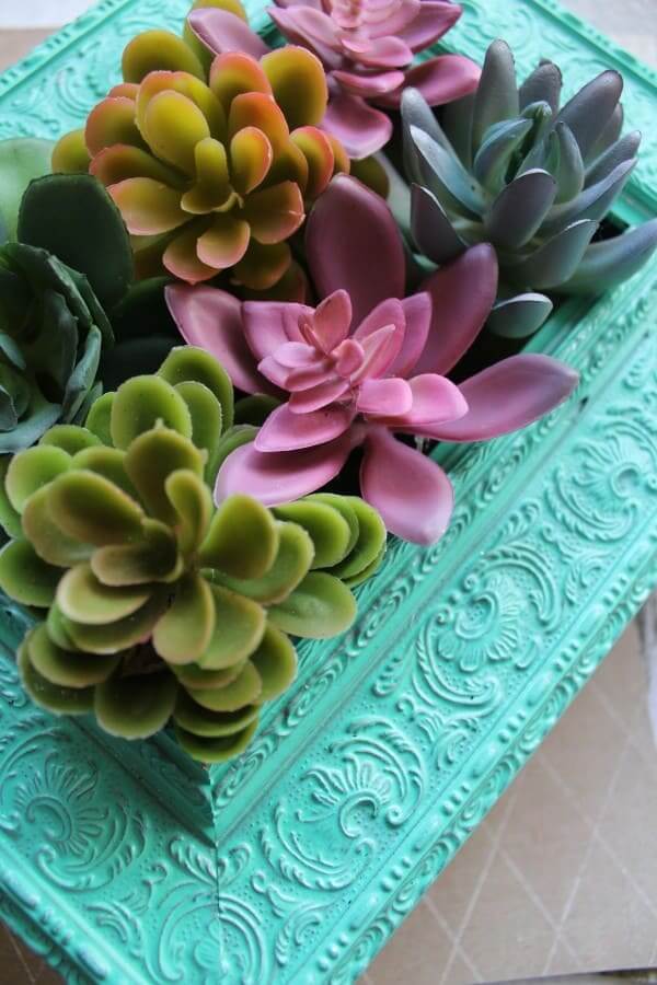 Beautiful Succulents Without the Maintenance