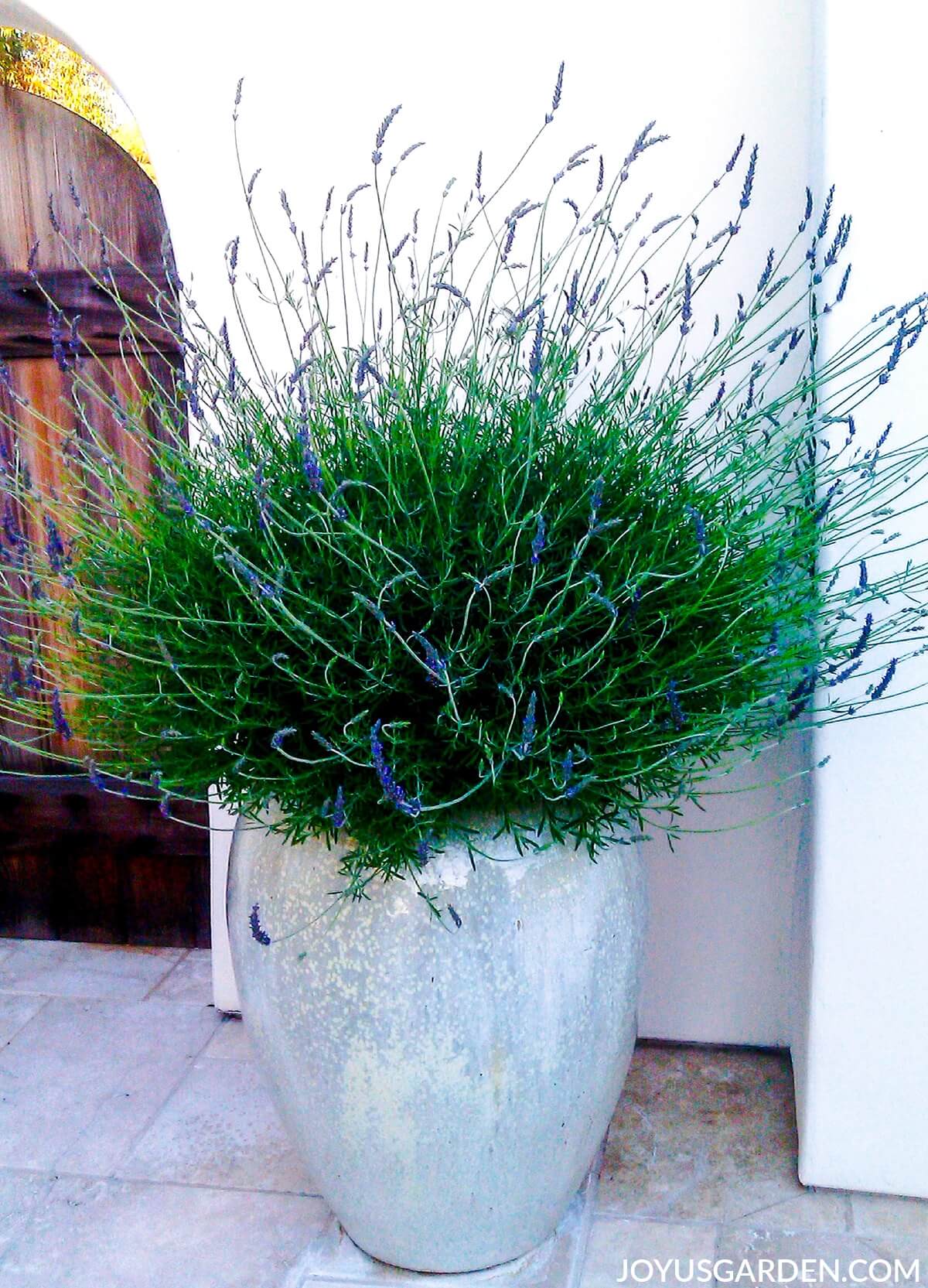 Lavender in an Iridescent Planter