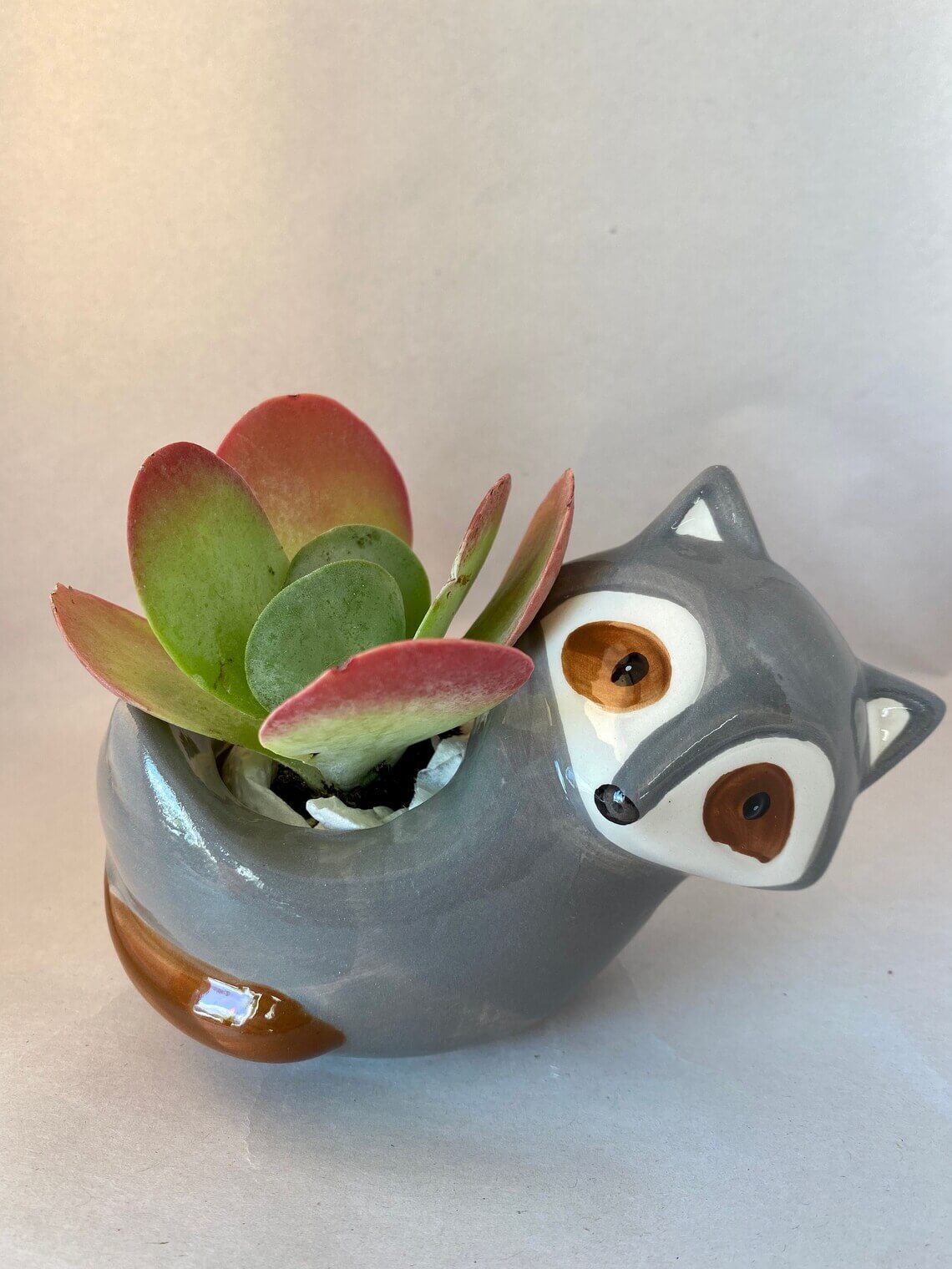 Raccoon Air Plant and Succulent Container