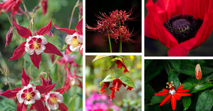 Featured image for 27 Brilliant Red Flowers to Plant in Your Garden and Bring Your Landscape Together