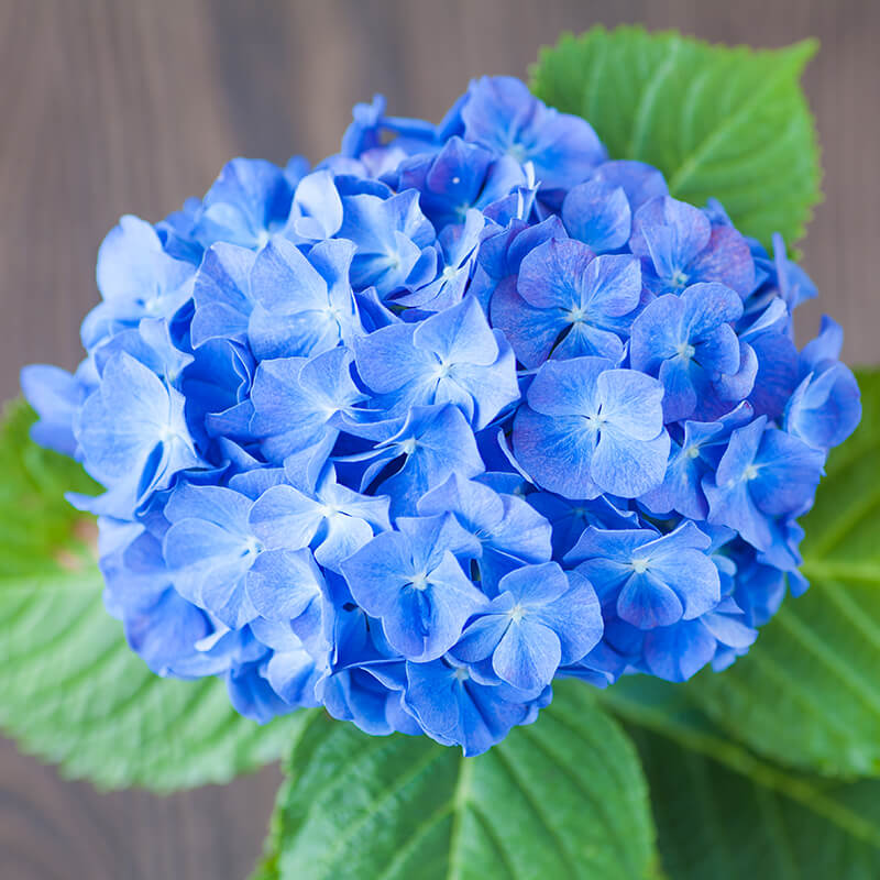 Hydrangea