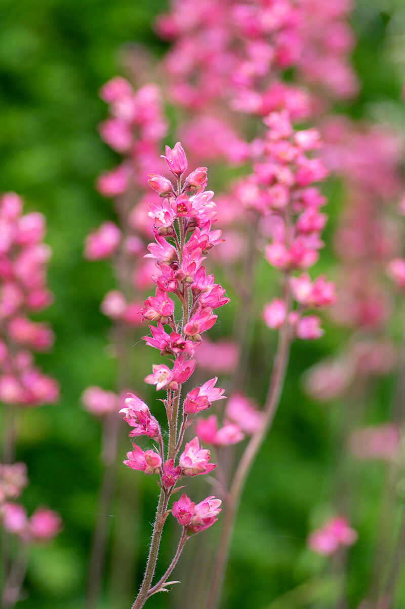 Coral Bells