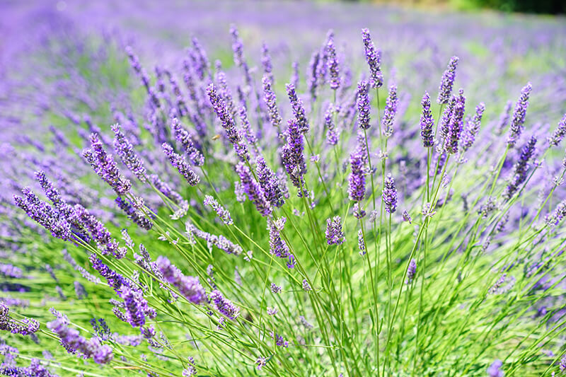 Lavender Plant Type