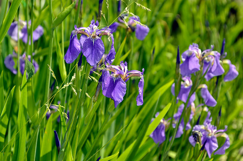 Sword-Leaved Iris