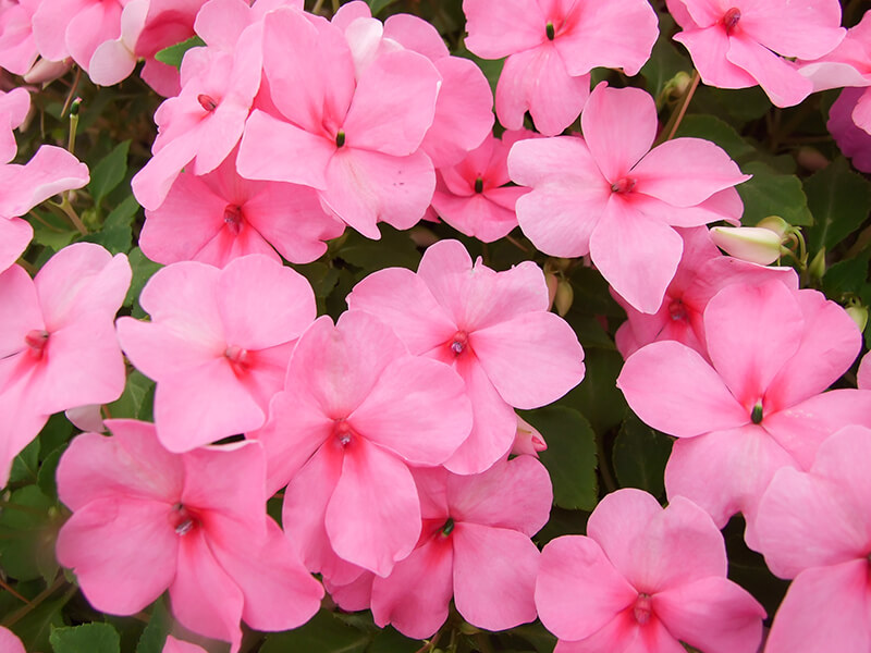 Impatiens