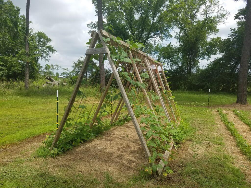 A Beautiful Framed Garden Trellis