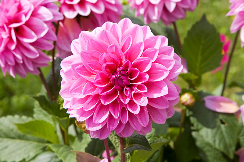 Dahlias