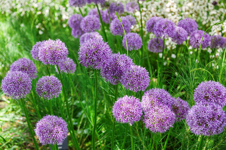 30 Exotic Purple Flowers for a Gorgeous Garden in 2023