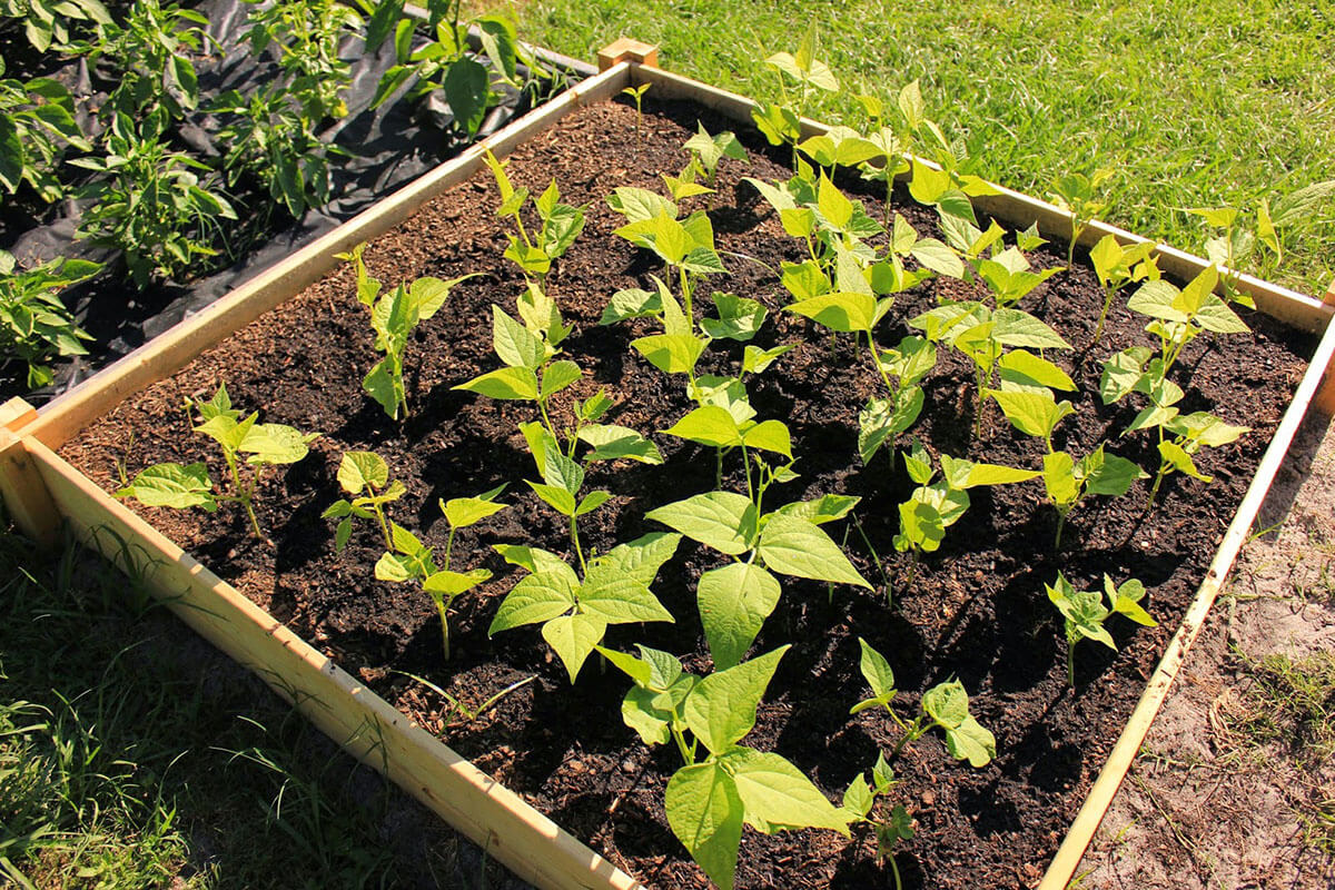 Simple Statement Raised Garden Box