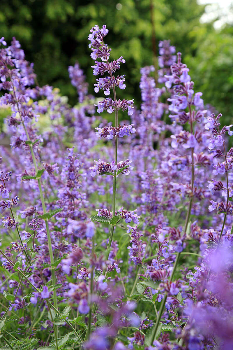 Catmint Plant Type