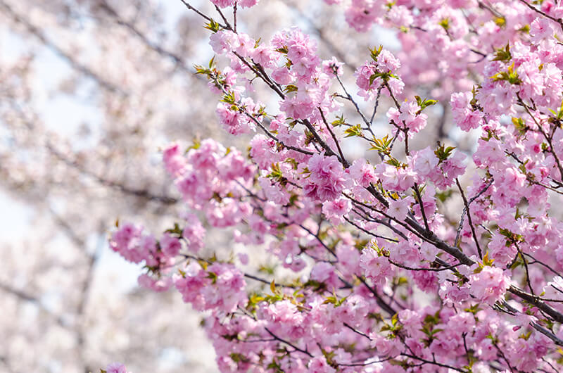 Cherry Blossoms