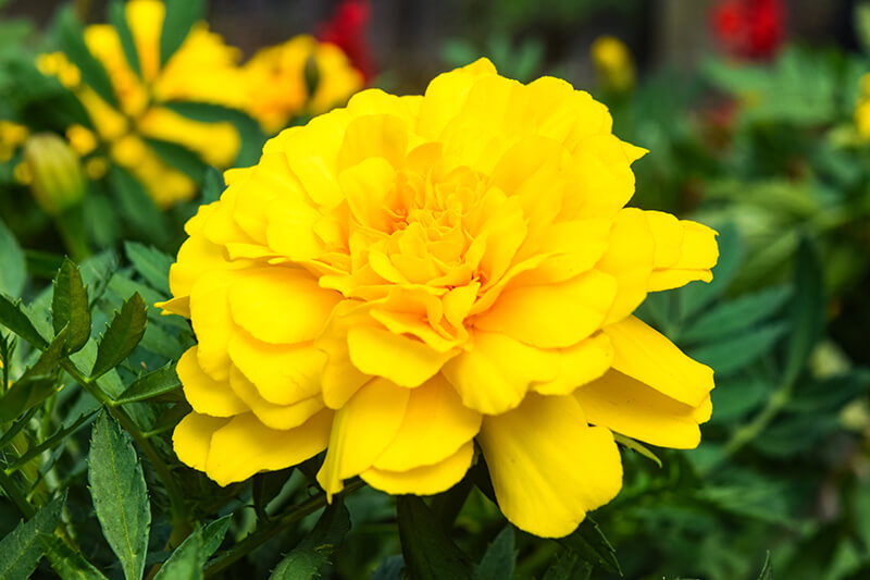 Carnation Yellow Flowers